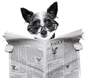 dailydog news